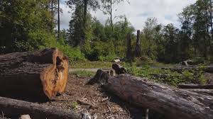  Tyler, TX Tree Services Pros