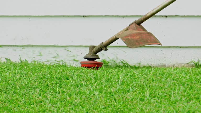Best Tree Cabling and Bracing  in Tyler, TX